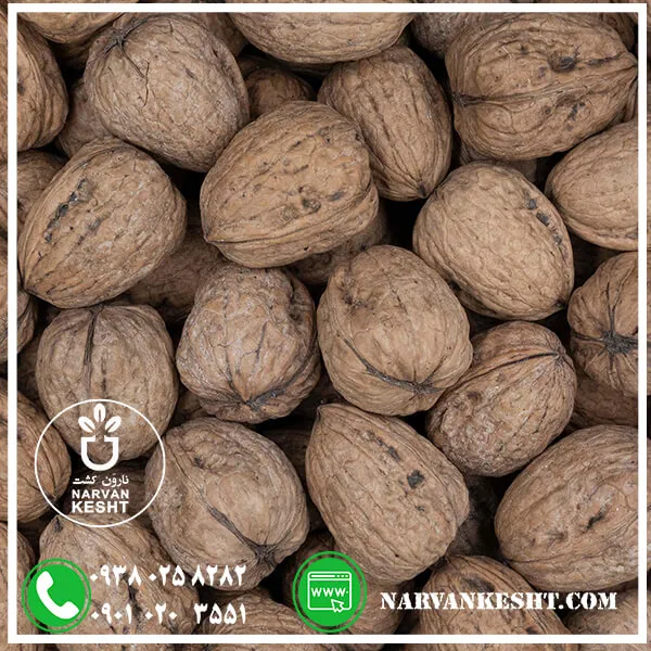 نهال گردو هارتلی