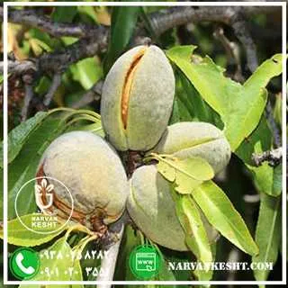 نهال بادام فلسطینی