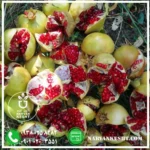 نهال انار سفید