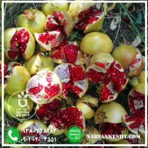 نهال انار سفید