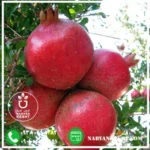 نهال انار پایه کوتاه