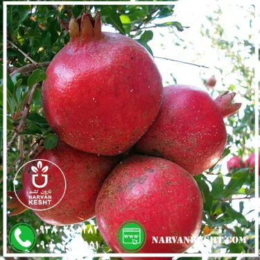 نهال انار پایه کوتاه