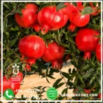 نهال انار پایه کوتاه