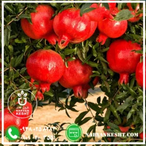 نهال انار پایه کوتاه