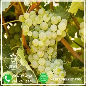 انگور خلیلی