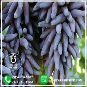 انگور شمشیری