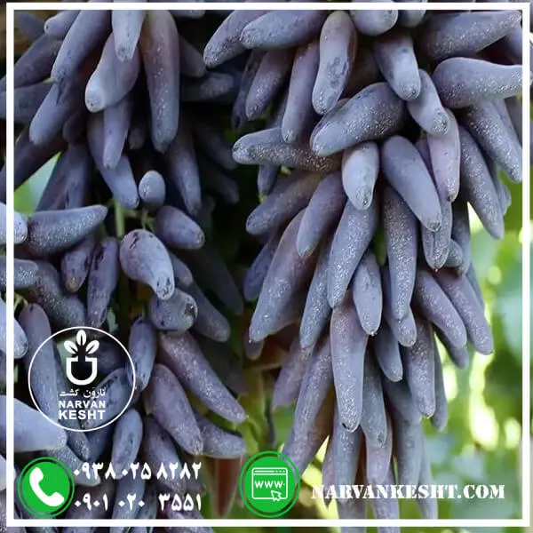 انگور شمشیری