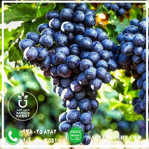 انگور مویز اصلی