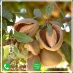 بادام سوپرنوا