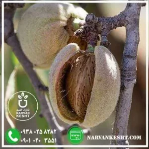 بادام سوپرنوا