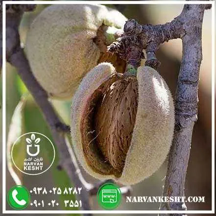 بادام سوپرنوا