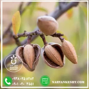 نهال بادام کاغذی