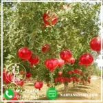 نهال انار بی‌هسته