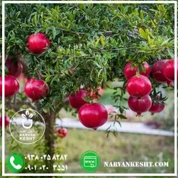 نهال انار بی‌هسته