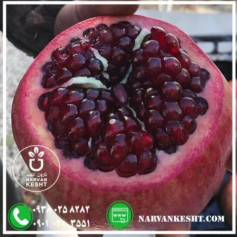نهال انار رباب