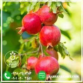 نهال انار سردشت