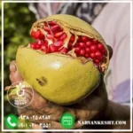 نهال انار سفید