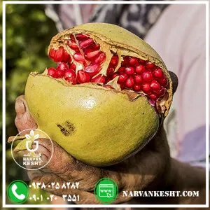 نهال انار سفید