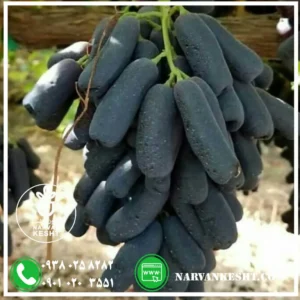 نهال انگور بلک ویلیام