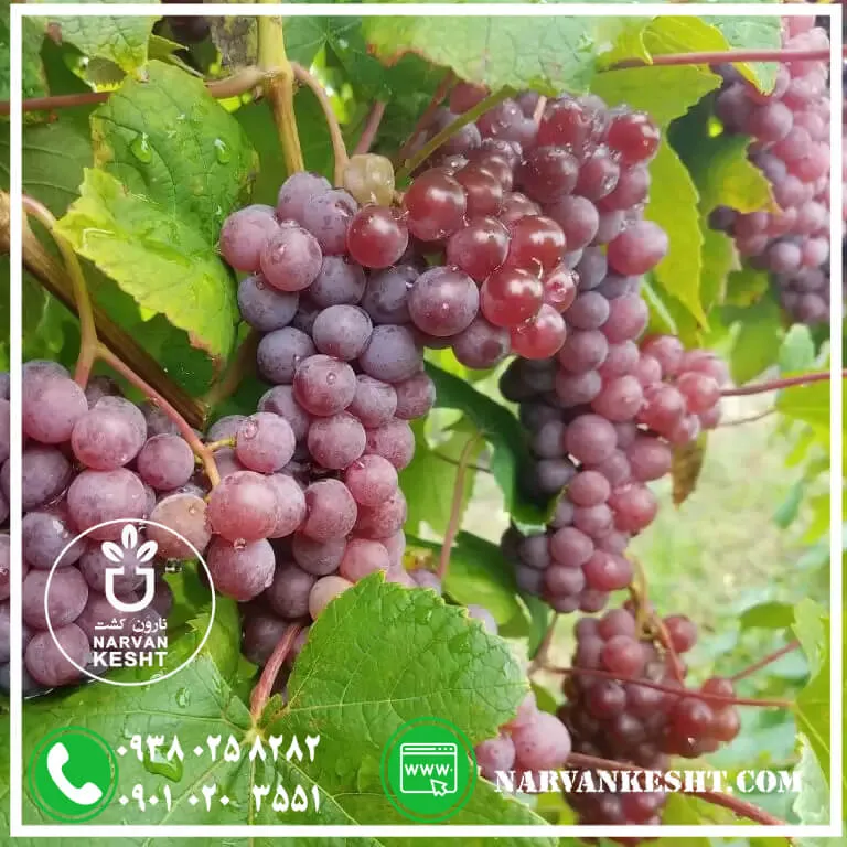 نهال انگور جوین