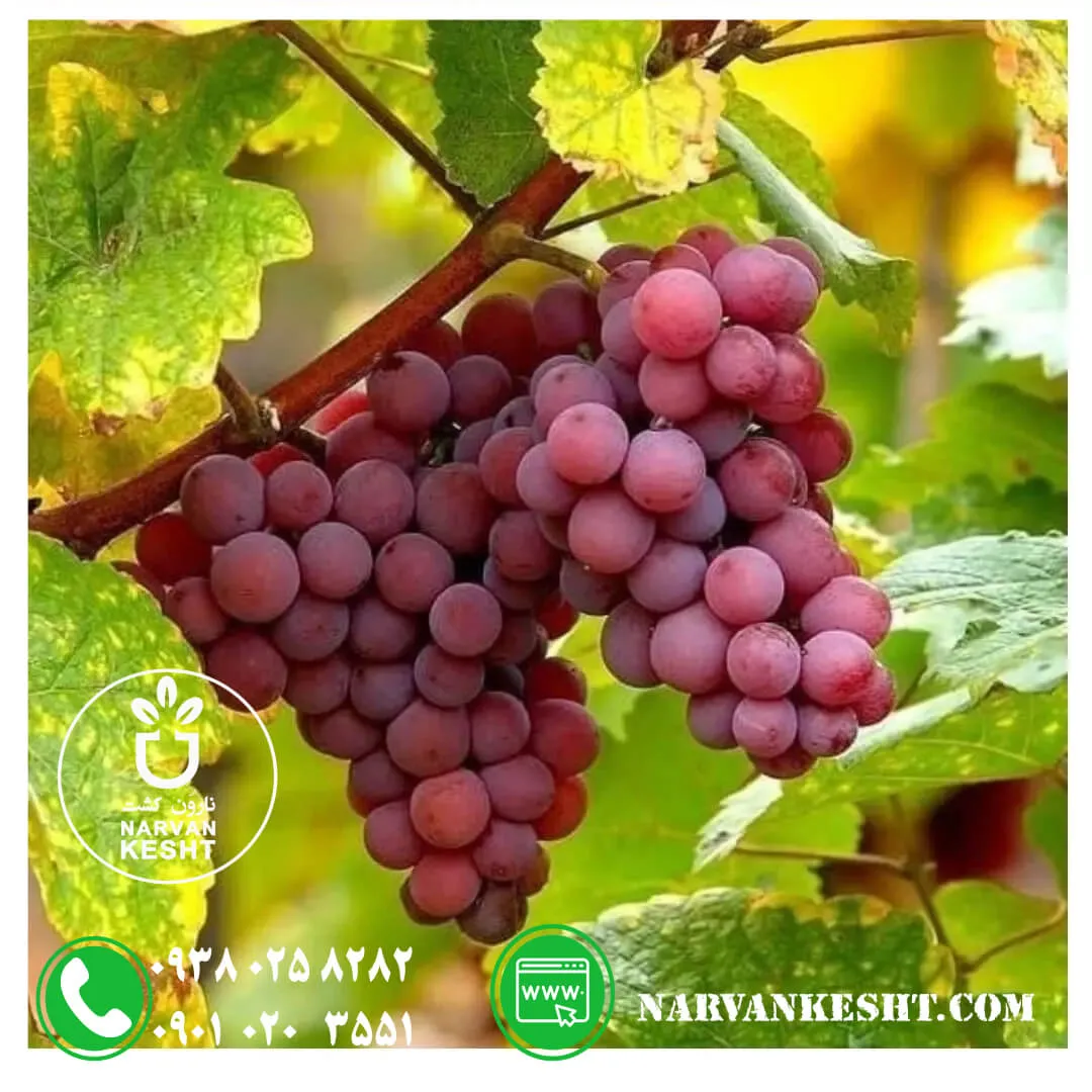 نهال انگور رد گلوب