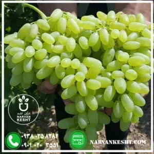 نهال انگور ریش بابا