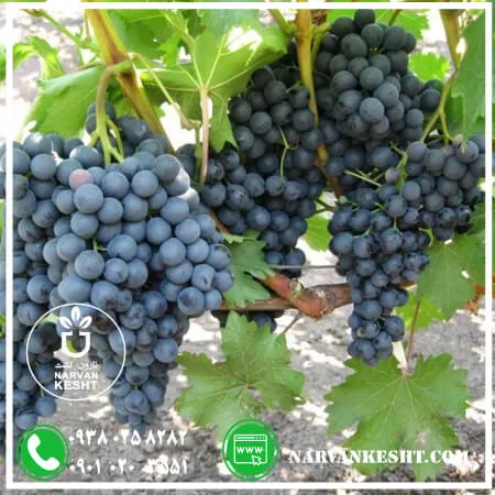 نهال انگور شانی