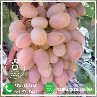 نهال انگور شاهرودی