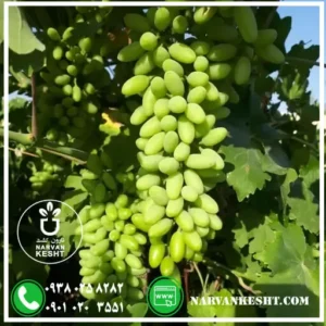 نهال انگور شصت عروس