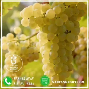 نهال انگور عسگری