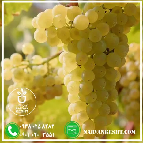 نهال انگور عسگری