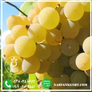 نهال انگور فخری