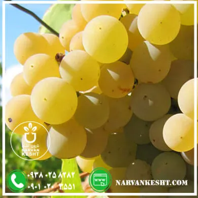 نهال انگور فخری
