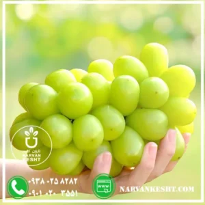 نهال انگور موسکات