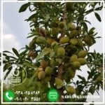 نهال بادام تونو