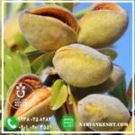 نهال بادام تونو