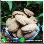 نهال بادام شاهرودی