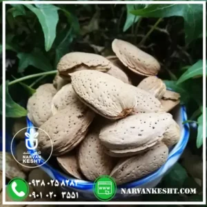 نهال بادام شاهرودی