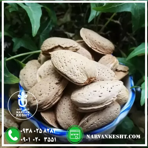 نهال بادام شاهرودی