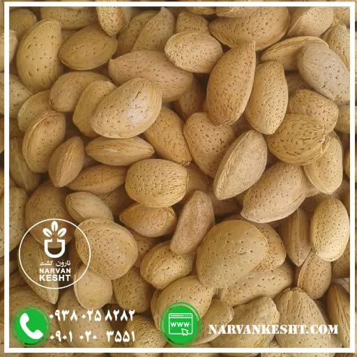 نهال بادام شاهرودی