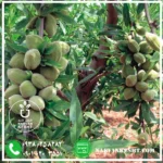 نهال بادام فرانیس