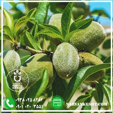 نهال بادام فرانیس