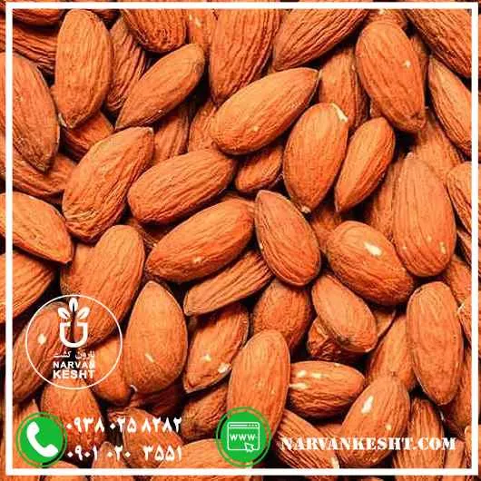 نهال بادام قرمز