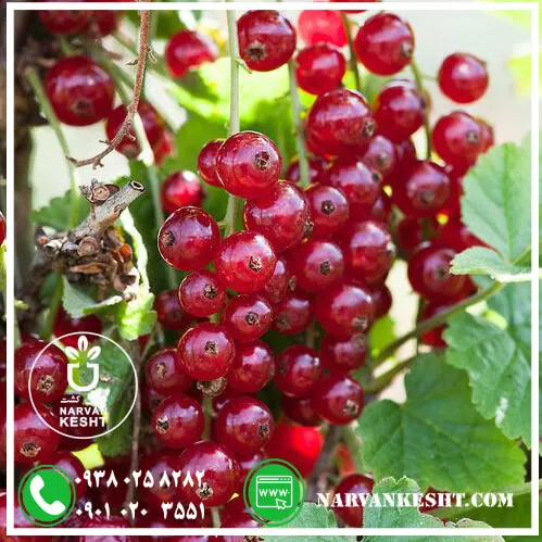 نهال رد کارنت انگور