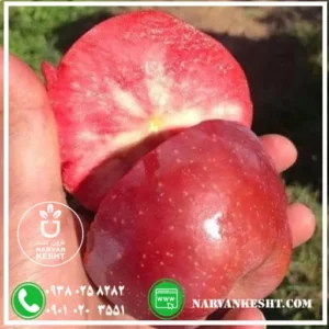 نهال سیب تو سرخ