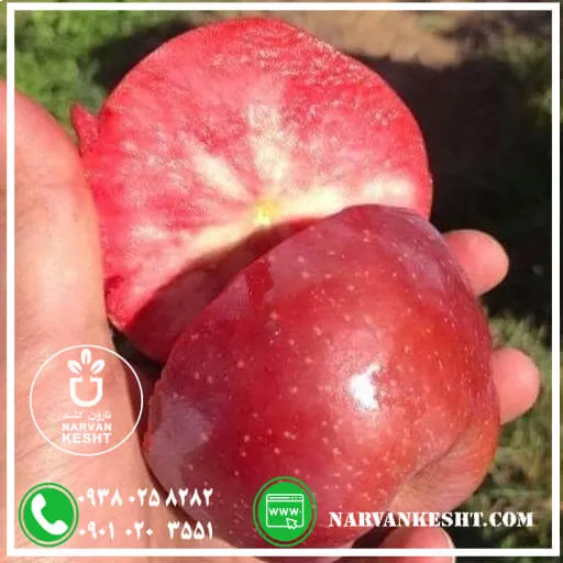 نهال سیب تو سرخ