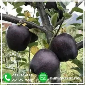 نهال سیب جرومین