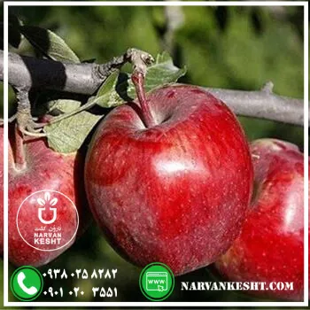 نهال سیب رددلیشز