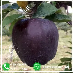 نهال سیب ردمیراکل