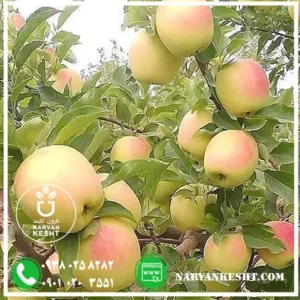 نهال سیب رندرز